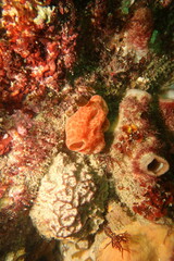 Aplousobranchia
