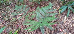 Diplazium laxifrons