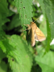 Pyrrhia umbra