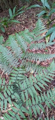 Diplazium laxifrons