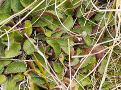 Brachyglottis bellidioides
