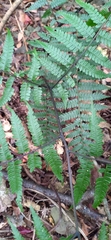 Diplazium laxifrons