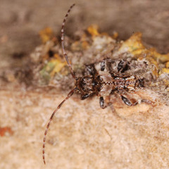Pogonocherus hispidus
