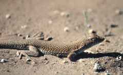 Acanthodactylus dumerilii