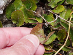 Brachyglottis bellidioides