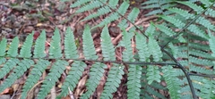 Diplazium laxifrons