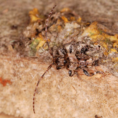 Pogonocherus hispidus