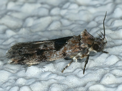 Barea melanodelta