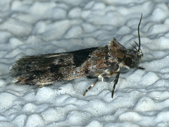 Barea melanodelta