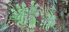 Diplazium laxifrons