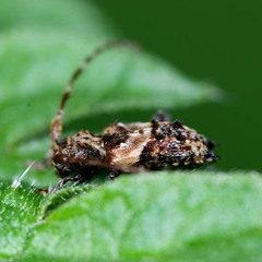 Pogonocherus hispidus