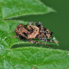 Pogonocherus hispidus