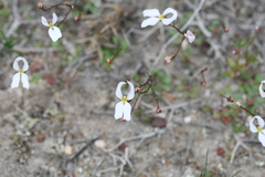 Stylidium decipiens