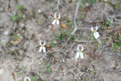 Stylidium decipiens