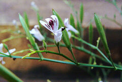 Andrographis paniculata