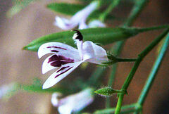 Andrographis paniculata