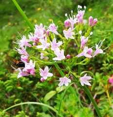 Valeriana montana