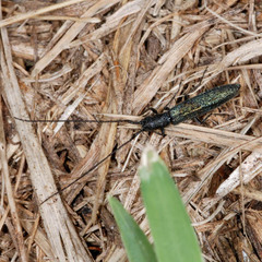 Theophilea subcylindricollis
