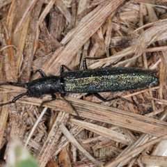 Theophilea subcylindricollis