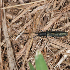 Theophilea subcylindricollis