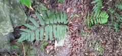Polystichum hookerianum