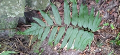 Polystichum hookerianum