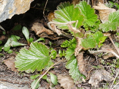 Geum cockaynei