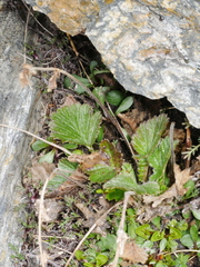 Geum cockaynei