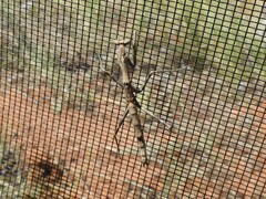 Coenomantis kraussiana