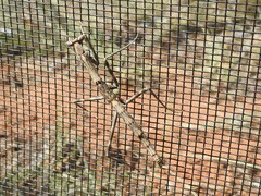 Coenomantis kraussiana