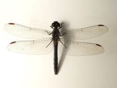 Diplacodes lefebvrii