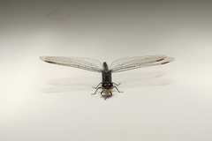 Diplacodes lefebvrii