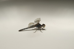 Diplacodes lefebvrii