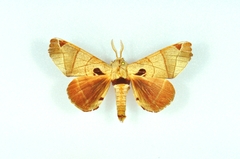 Apatelodes pandara