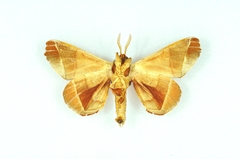 Apatelodes pandara