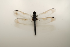 Diplacodes lefebvrii