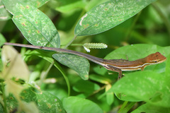 Anolis auratus