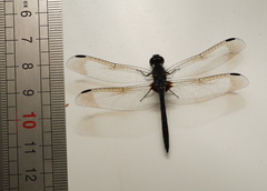 Diplacodes lefebvrii