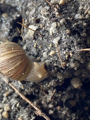 Bothriembryon tasmanicus