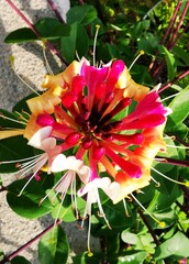 Lonicera periclymenum