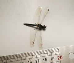 Diplacodes lefebvrii