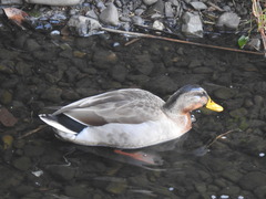 Anas platyrhynchos × zonorhyncha