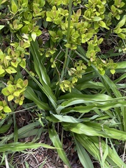 Chlorophytum bowkeri