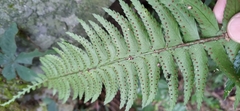 Polystichum acutidens
