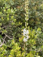 Chlorophytum bowkeri