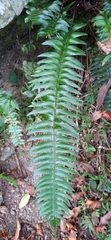 Polystichum acutidens