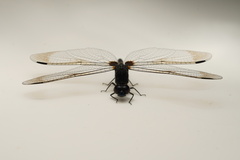 Diplacodes lefebvrii