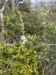Chlorophytum bowkeri