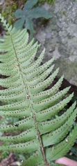 Polystichum acutidens