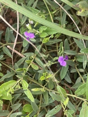 Polygala serpentaria
